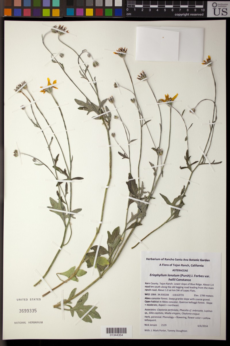 Eriophyllum lanatum var. hallii photo 3