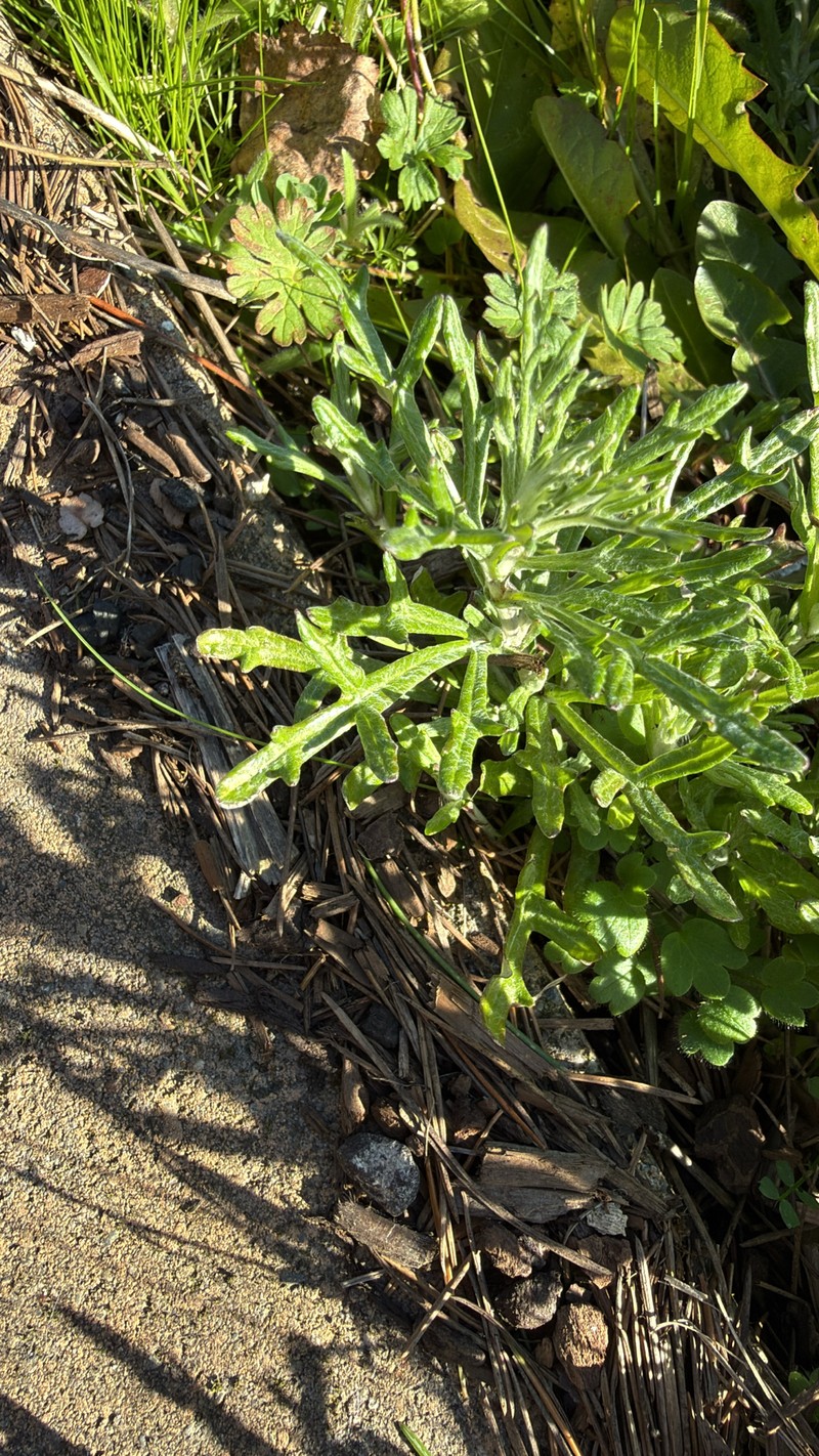 Eriophyllum lanatum var. integrifolium