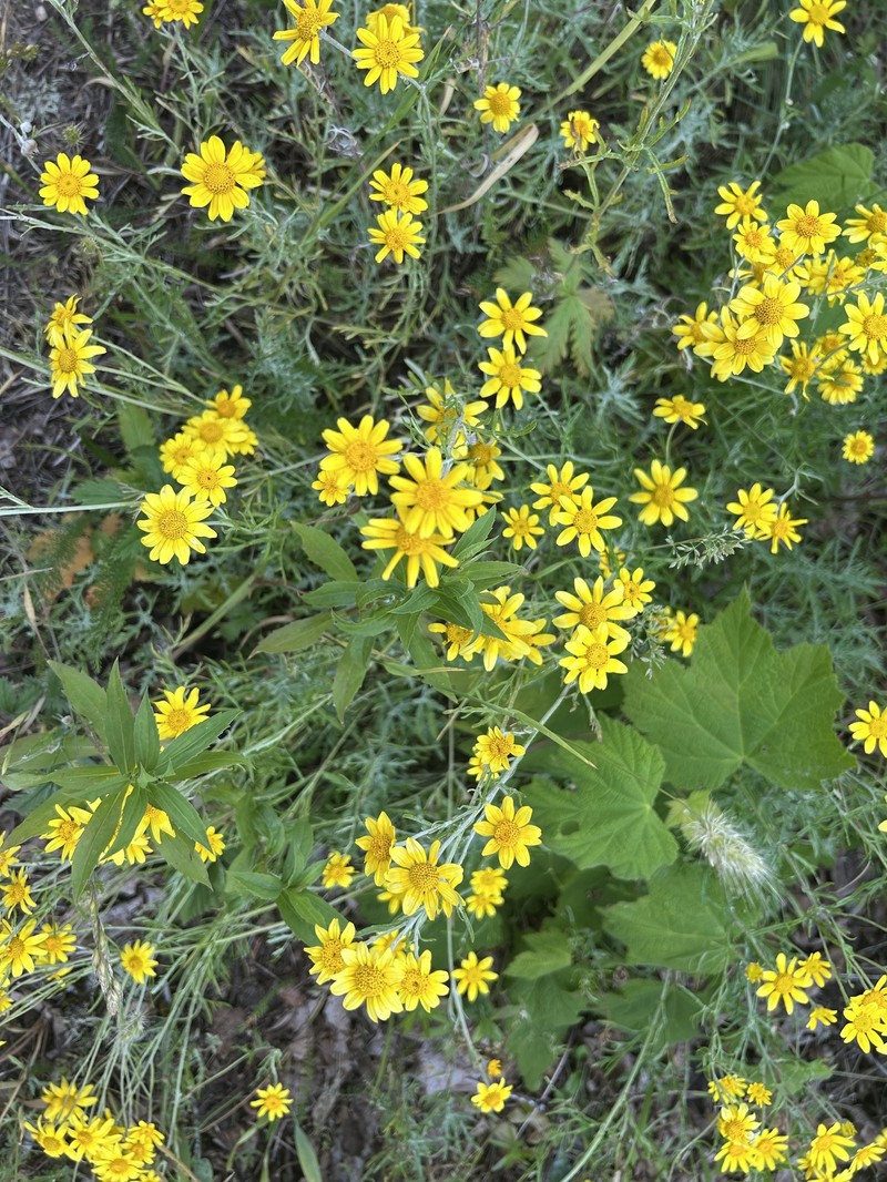 Eriophyllum lanatum var. integrifolium photo 2