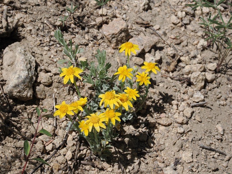 Eriophyllum lanatum var. integrifolium photo 3