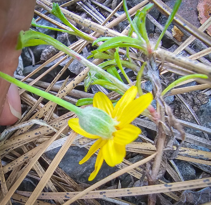 Eriophyllum lanatum var. integrifolium photo 4
