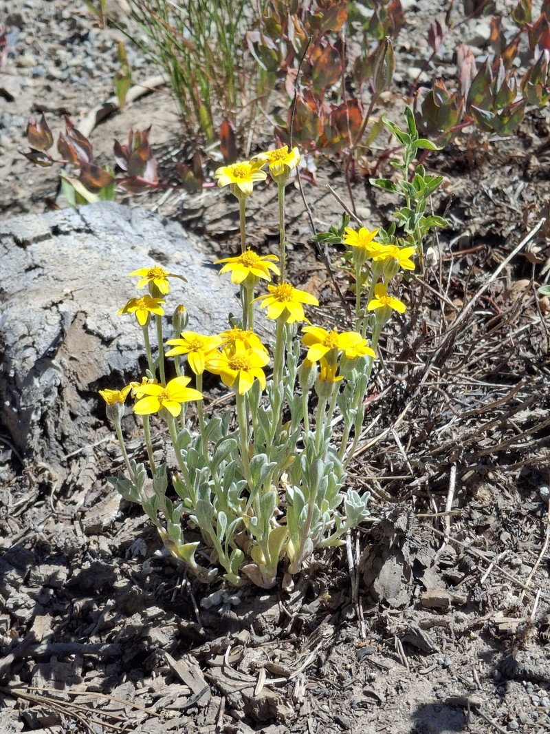 Eriophyllum lanatum var. integrifolium photo 5
