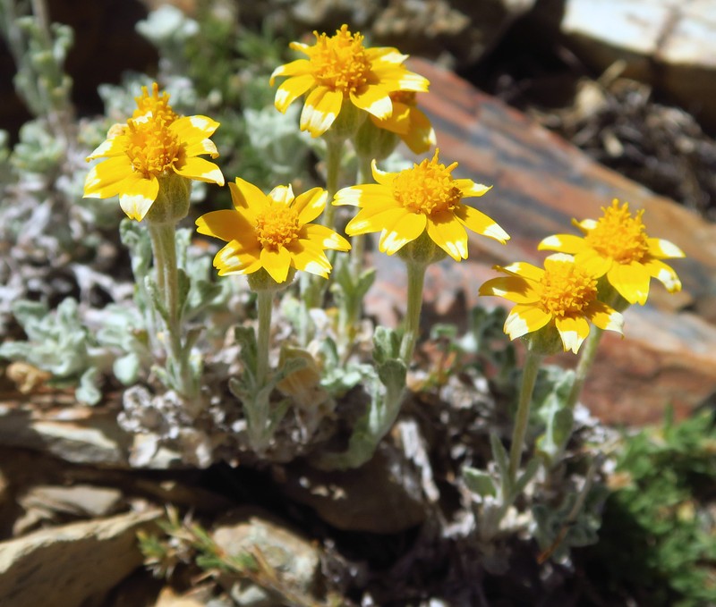 Eriophyllum lanatum var. integrifolium photo 6