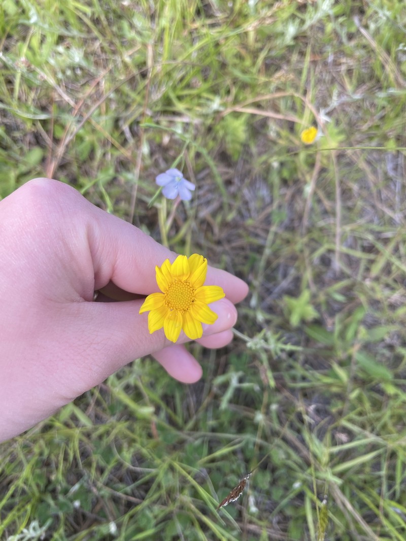 Eriophyllum lanatum var. integrifolium photo 7