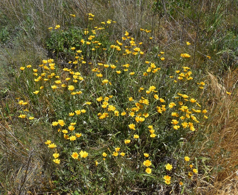 Eriophyllum lanatum var. lanatum