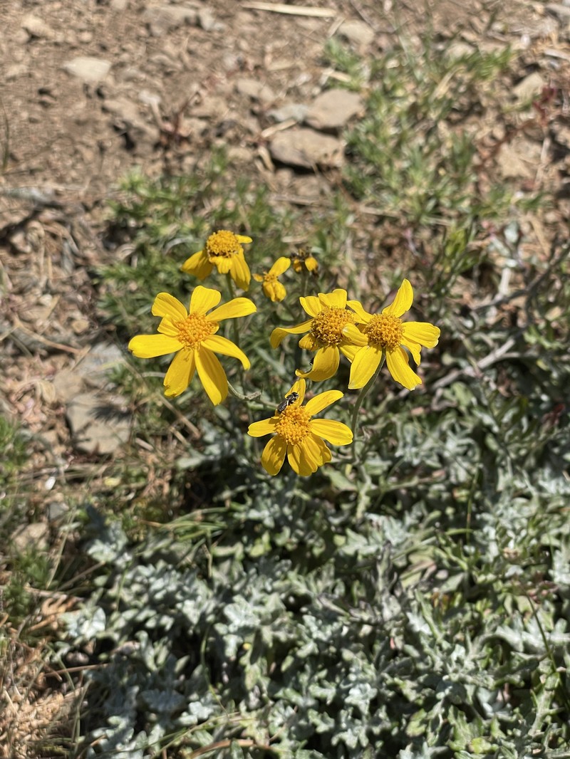 Eriophyllum lanatum var. lanatum photo 2