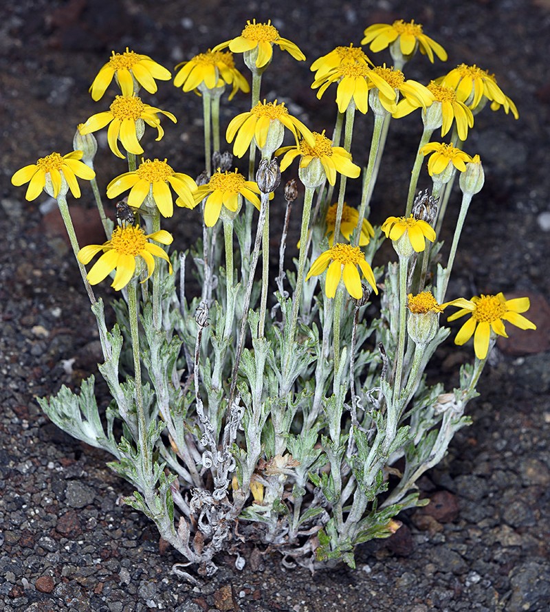 Eriophyllum lanatum var. lanatum photo 3
