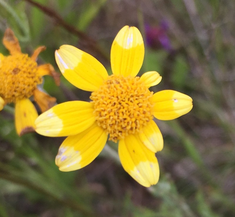Eriophyllum lanatum var. lanatum photo 4