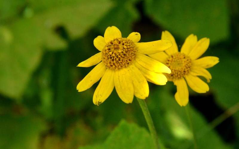 Eriophyllum lanatum var. lanatum photo 5