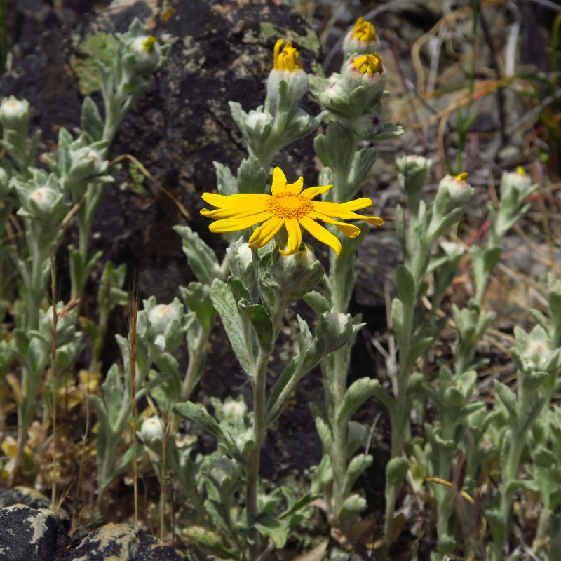 Eriophyllum lanatum var. lanceolatum photo 2