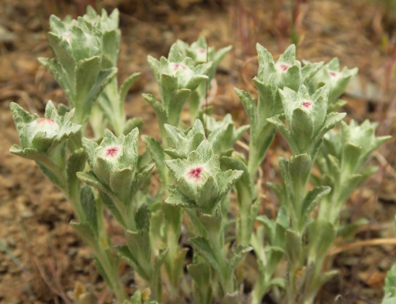 Eriophyllum lanatum var. lanceolatum photo 3
