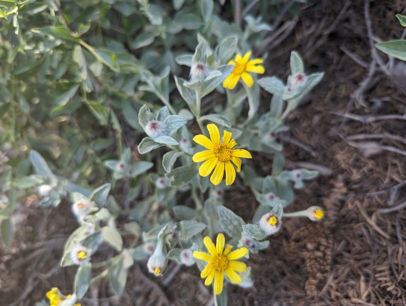 Eriophyllum lanatum var. lanceolatum photo 4