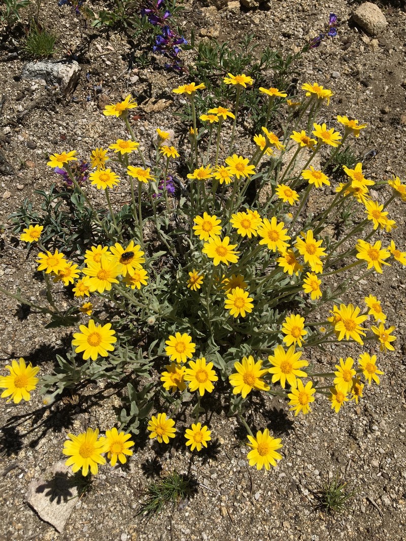 Eriophyllum lanatum var. lanceolatum photo 5