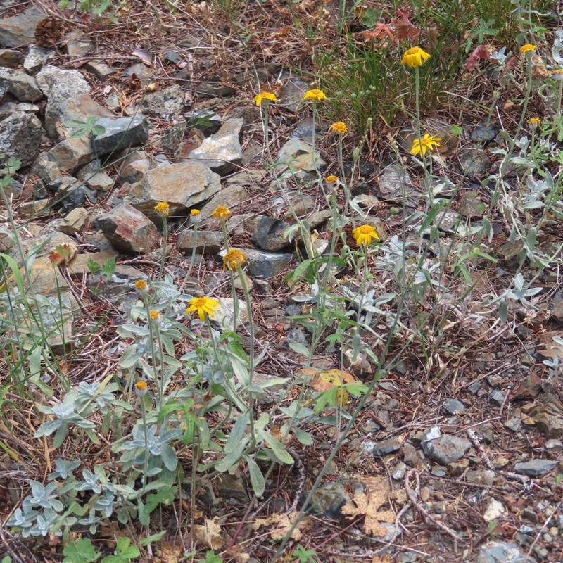 Eriophyllum lanatum var. lanceolatum photo 6