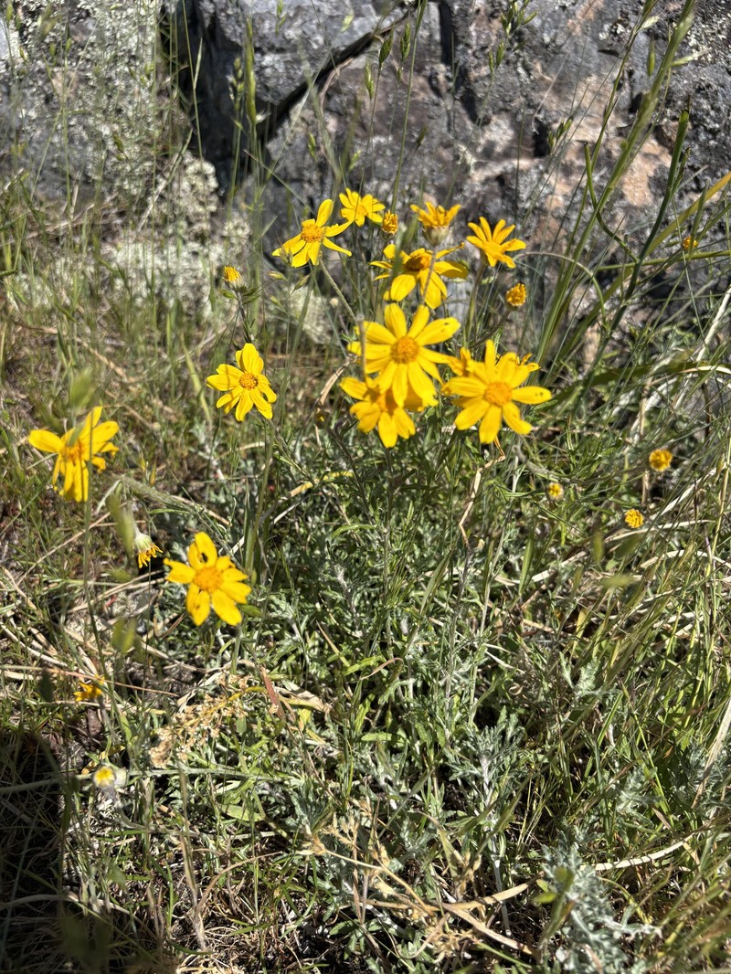 Eriophyllum lanatum var. leucophyllum