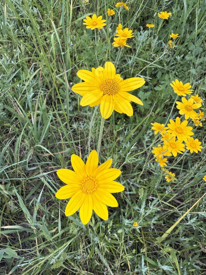 Eriophyllum lanatum var. leucophyllum photo 2