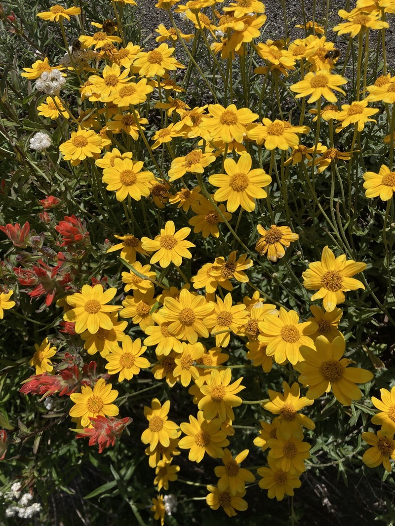Eriophyllum lanatum var. leucophyllum photo 3