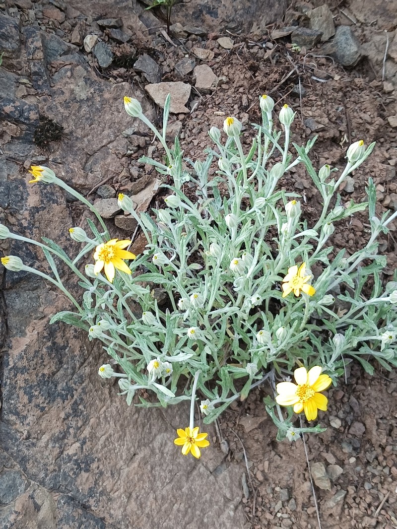 Eriophyllum lanatum var. leucophyllum photo 4