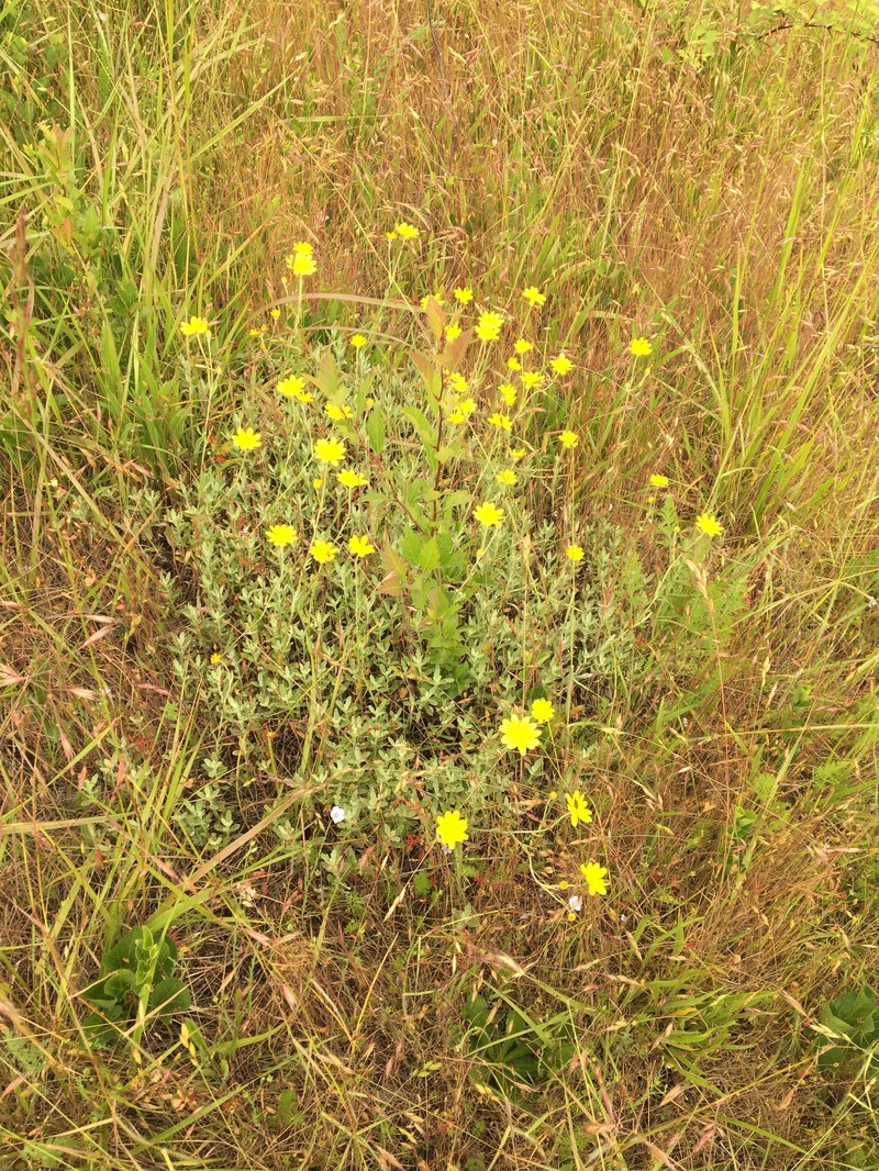 Eriophyllum lanatum var. leucophyllum photo 5