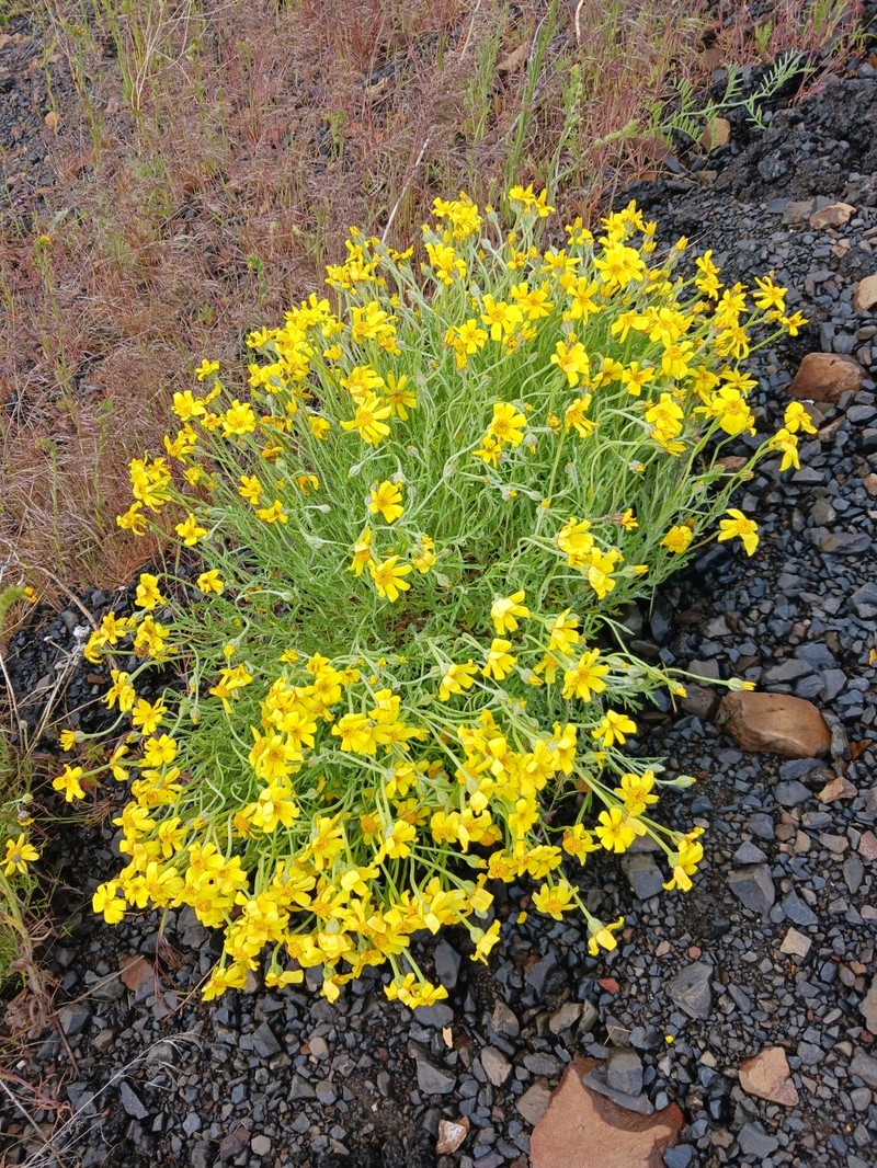 Eriophyllum lanatum var. leucophyllum photo 6