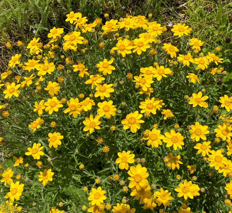 Eriophyllum lanatum var. leucophyllum photo 7