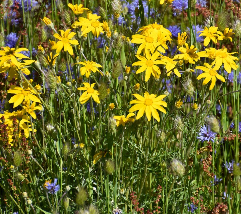 Eriophyllum lanatum var. leucophyllum photo 8