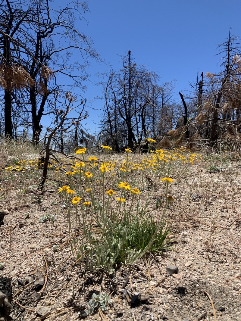 Eriophyllum lanatum var. obovatum