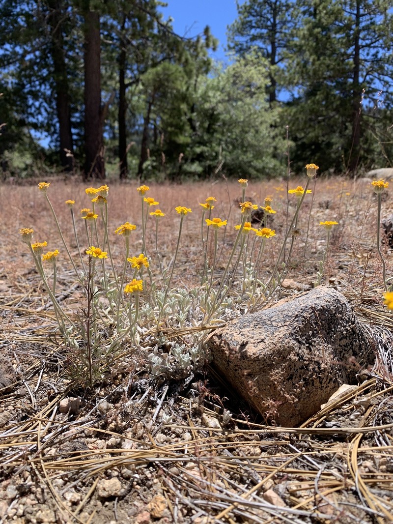 Eriophyllum lanatum var. obovatum photo 2