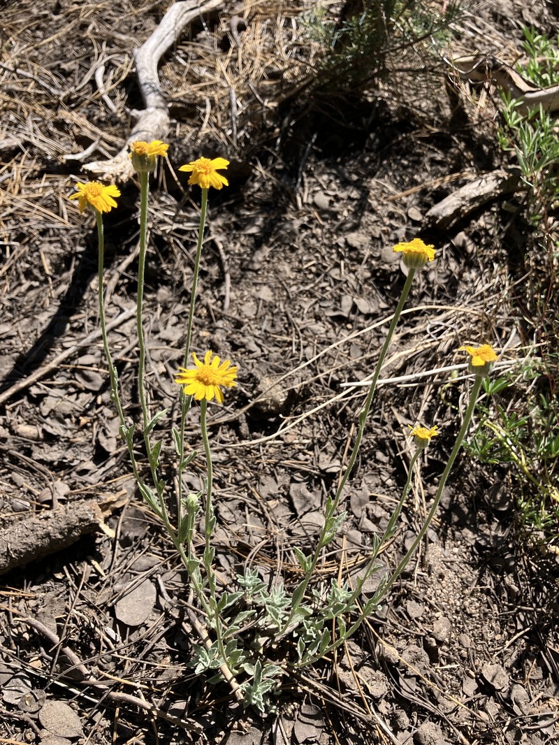 Eriophyllum lanatum var. obovatum photo 3