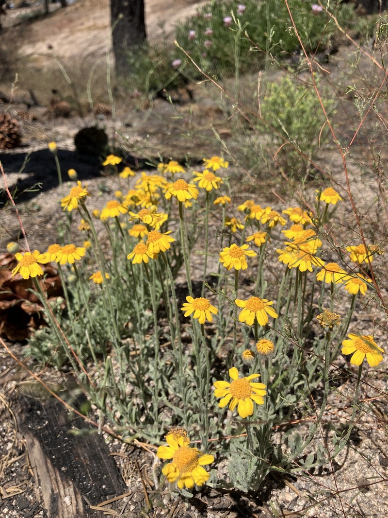 Eriophyllum lanatum var. obovatum photo 4