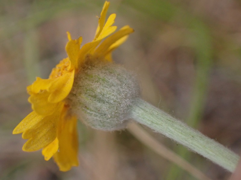 Eriophyllum lanatum var. obovatum photo 5