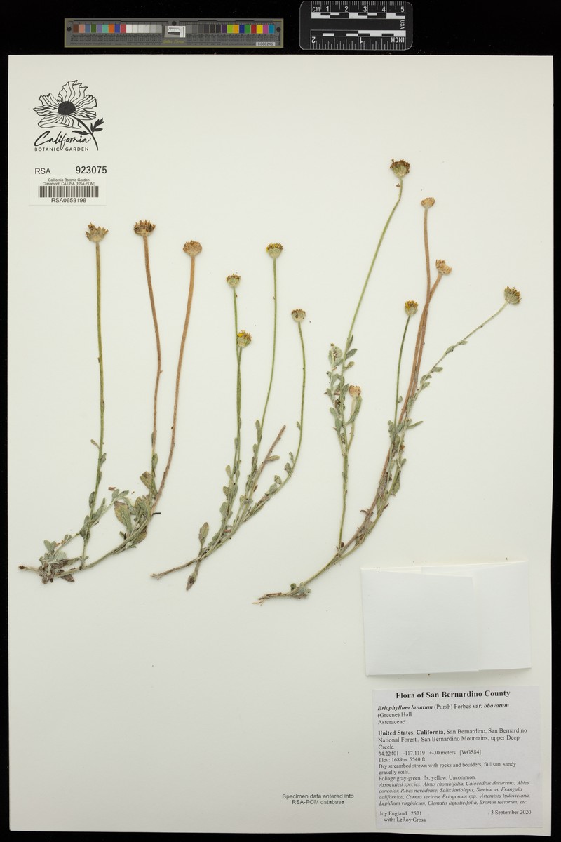 Eriophyllum lanatum var. obovatum photo 6