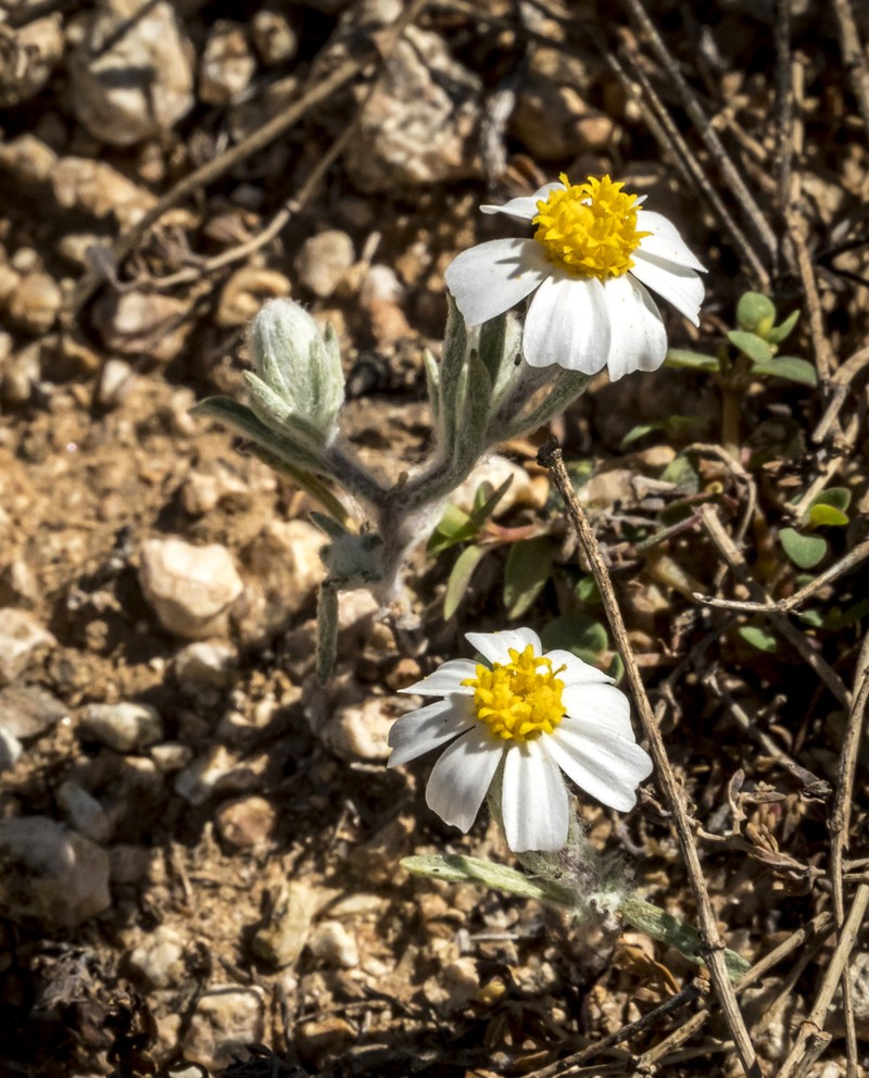 White Easterbonnets