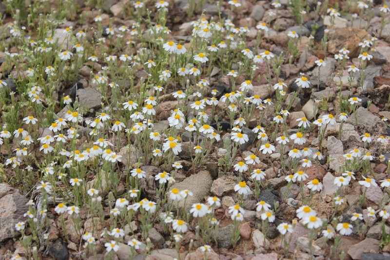 White Easterbonnets photo 2