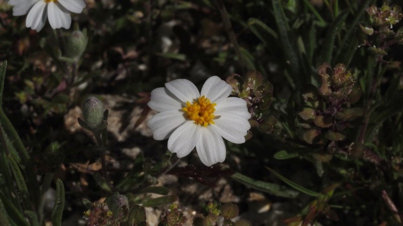 White Easterbonnets photo 6