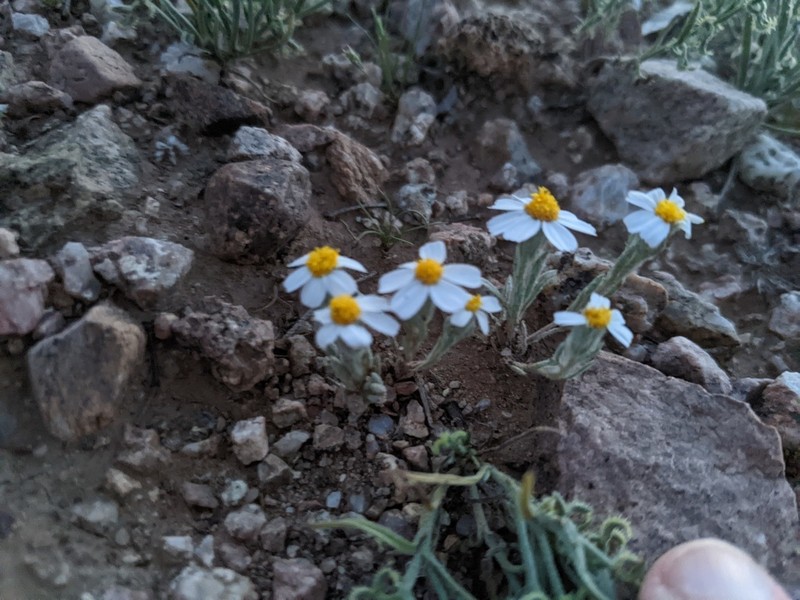 White Easterbonnets photo 8