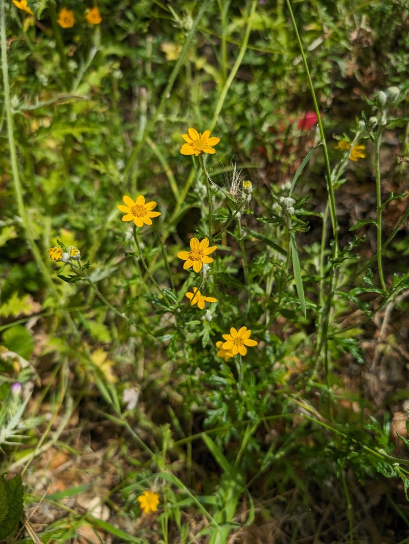 San Mateo Woolly Sunflower