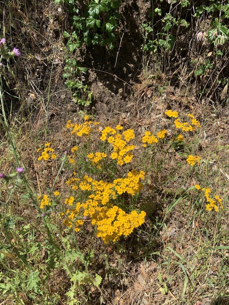 San Mateo Woolly Sunflower