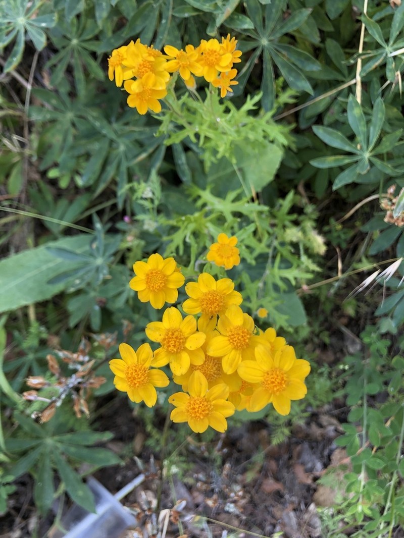San Mateo Woolly Sunflower photo 2