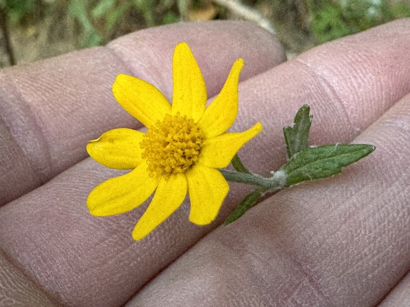 San Mateo Woolly Sunflower photo 3