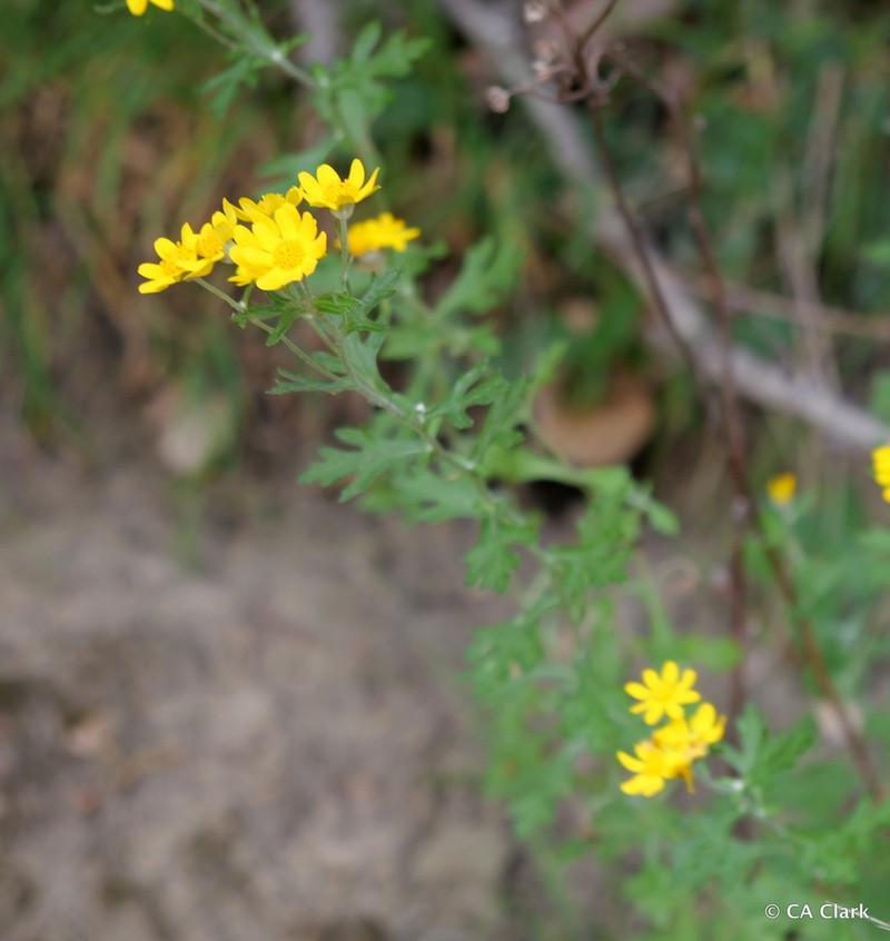 San Mateo Woolly Sunflower photo 4