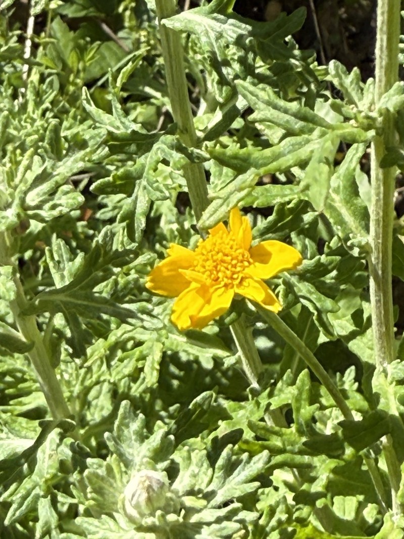 San Mateo Woolly Sunflower photo 5