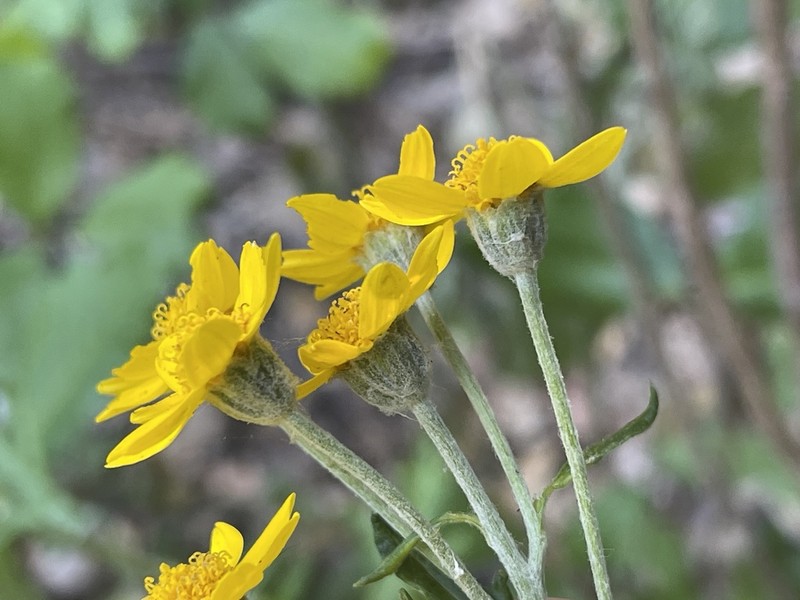 San Mateo Woolly Sunflower photo 6