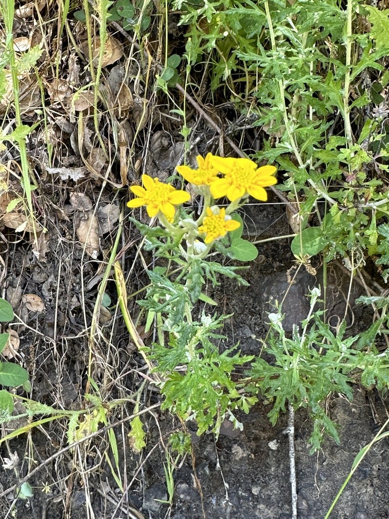 San Mateo Woolly Sunflower photo 7