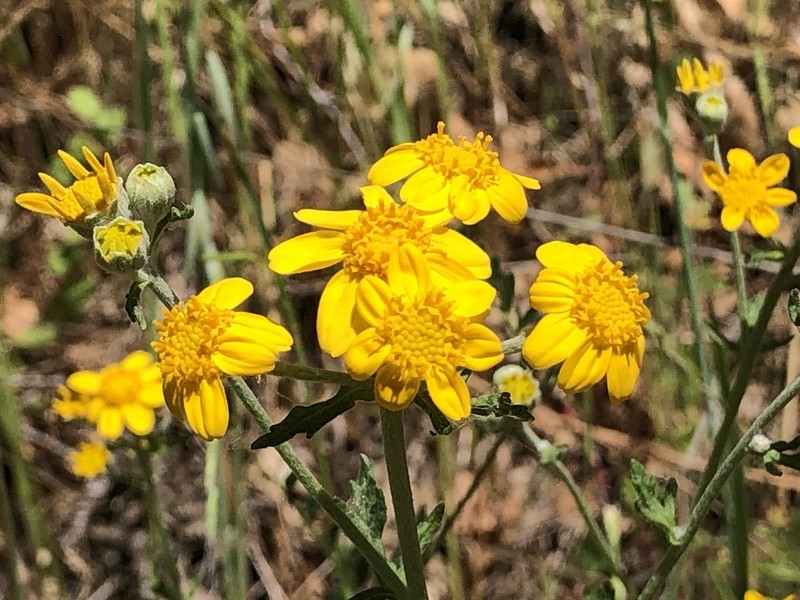 San Mateo Woolly Sunflower photo 8