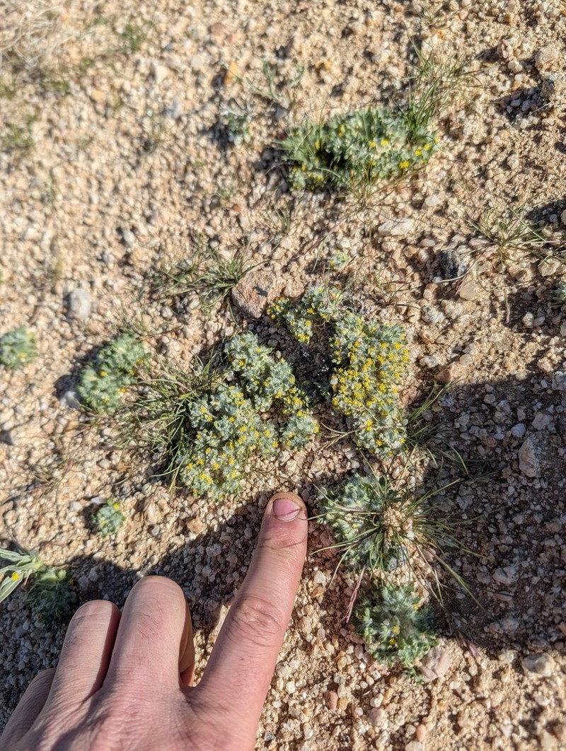 Mojave Woolly Sunflower