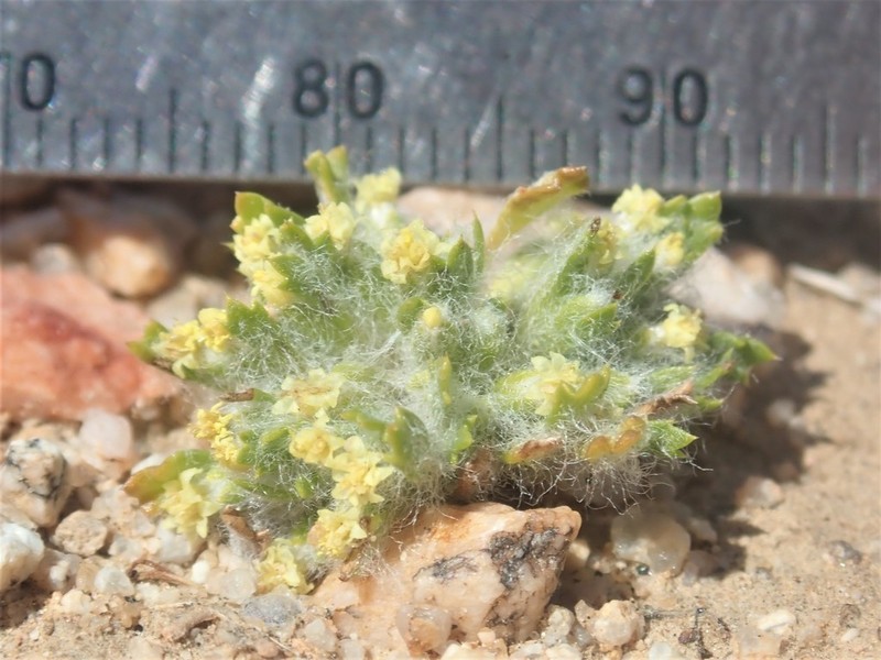 Mojave Woolly Sunflower photo 2