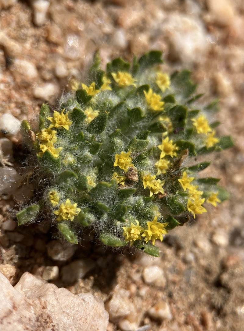 Mojave Woolly Sunflower photo 3
