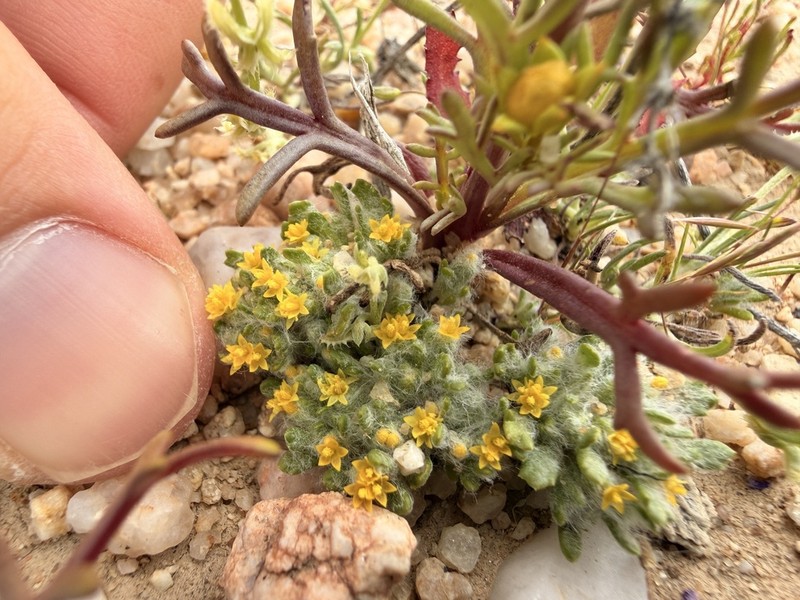 Mojave Woolly Sunflower photo 4