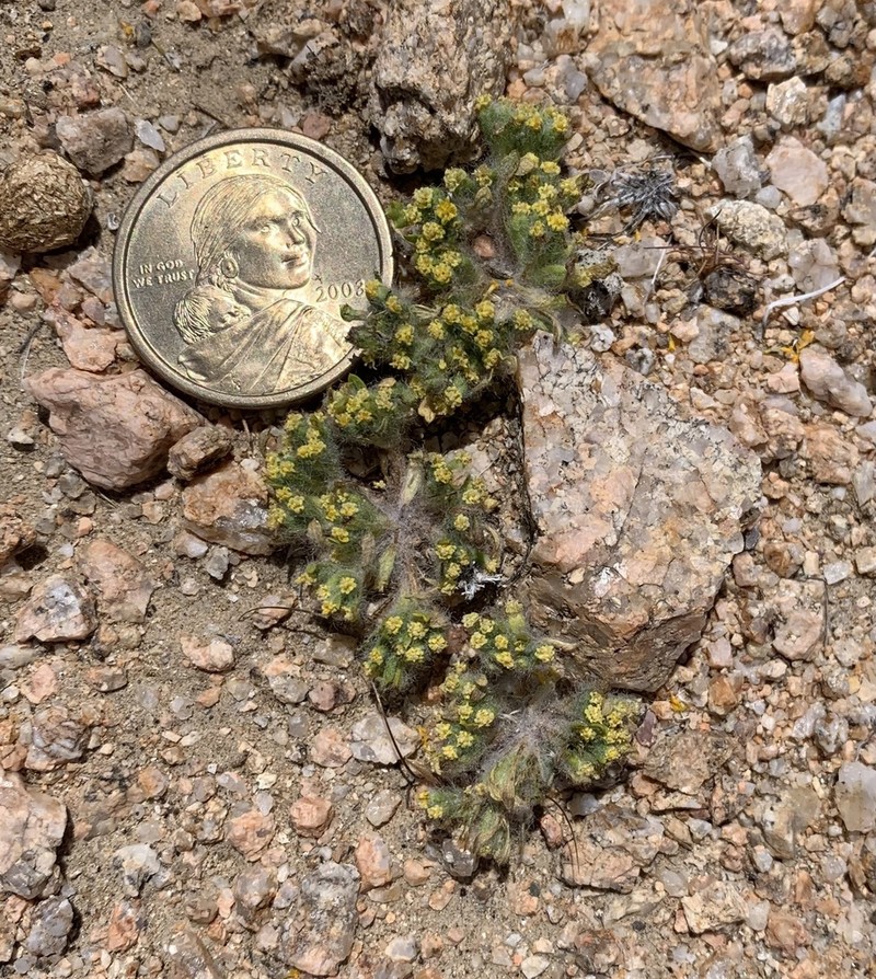 Mojave Woolly Sunflower photo 5